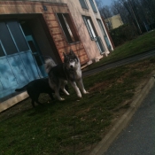 Photo de Malamute de l'alaska