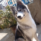 Photo de Malamute de l'alaska