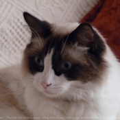 Photo de Ragdoll