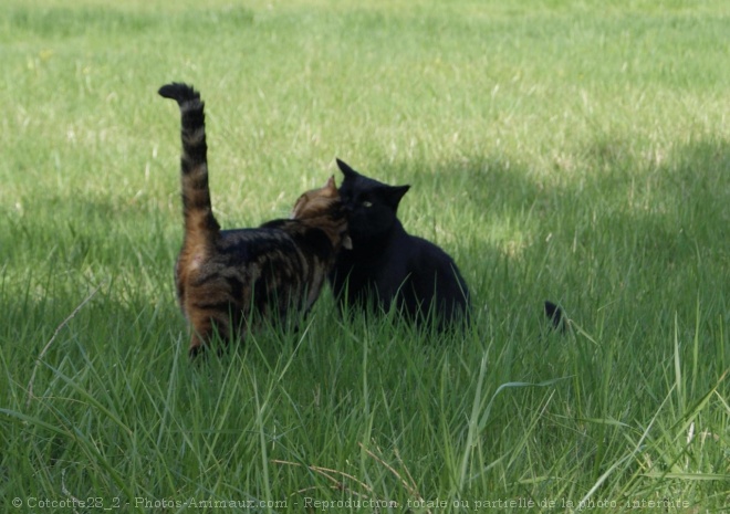 Photo de Chat domestique