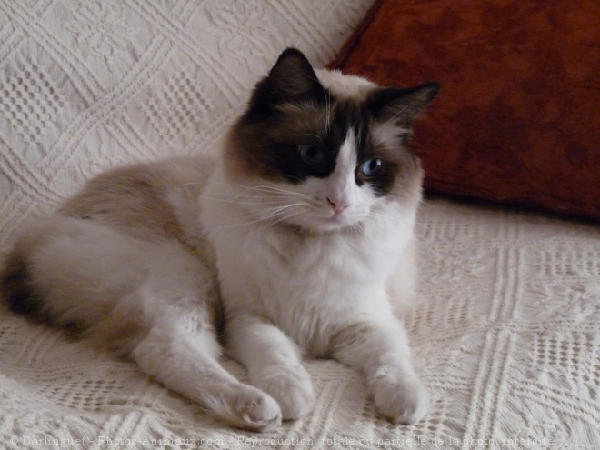 Photo de Ragdoll