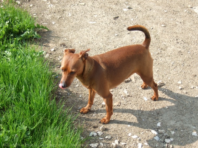 Photo de Pinscher nain