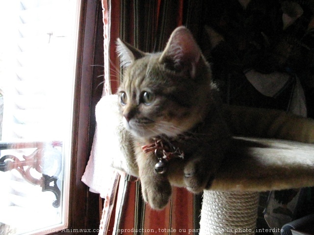 Photo de British shorthair