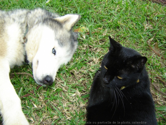 Photo de Races diffrentes