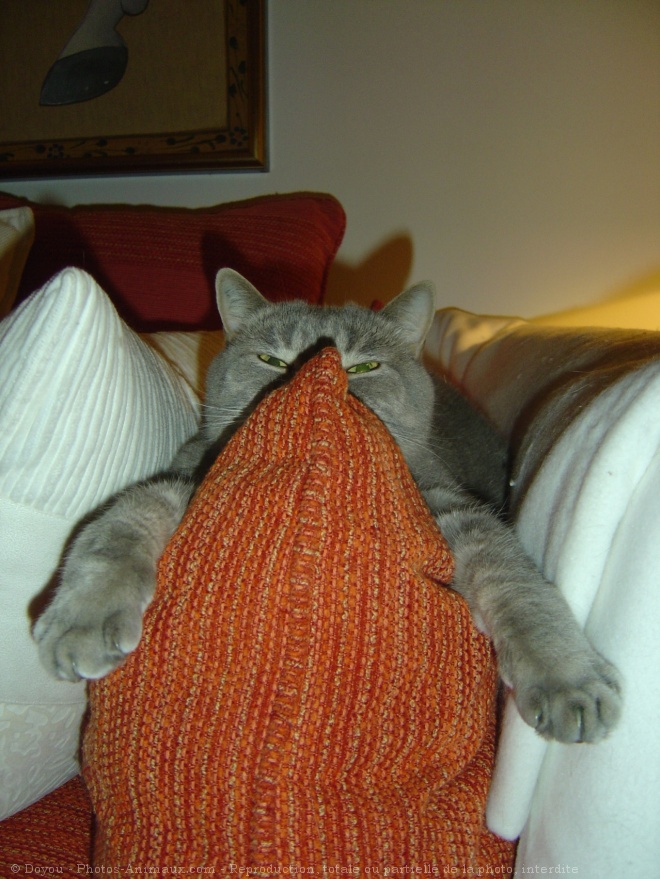 Photo de British shorthair