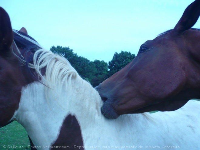 Photo de Races diffrentes