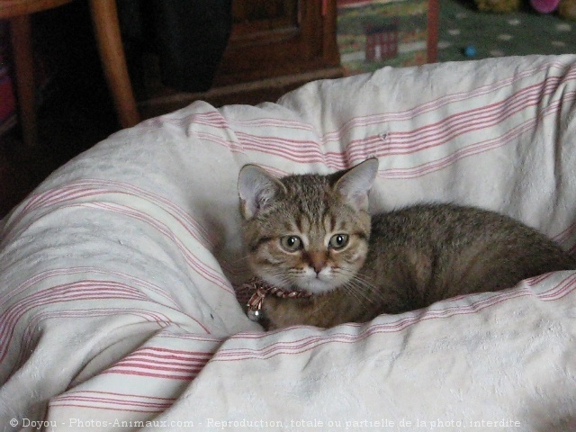 Photo de British shorthair