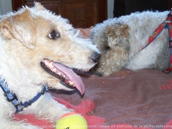 Photo de Fox terrier  poil dur