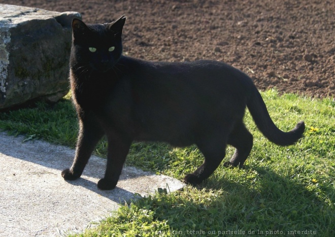 Photo de Chat domestique