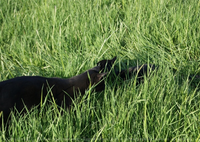 Photo de Chat domestique