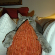 Photo de British shorthair