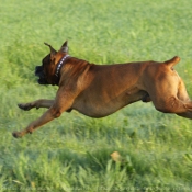 Photo de Boxer