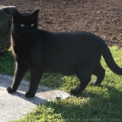 Photo de Chat domestique