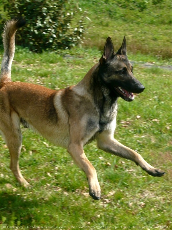 Photo de Berger belge malinois