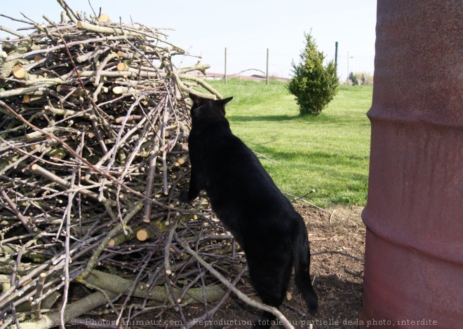 Photo de Chat domestique