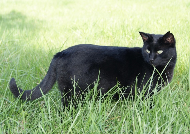 Photo de Chat domestique