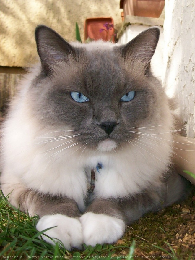 Photo de Ragdoll