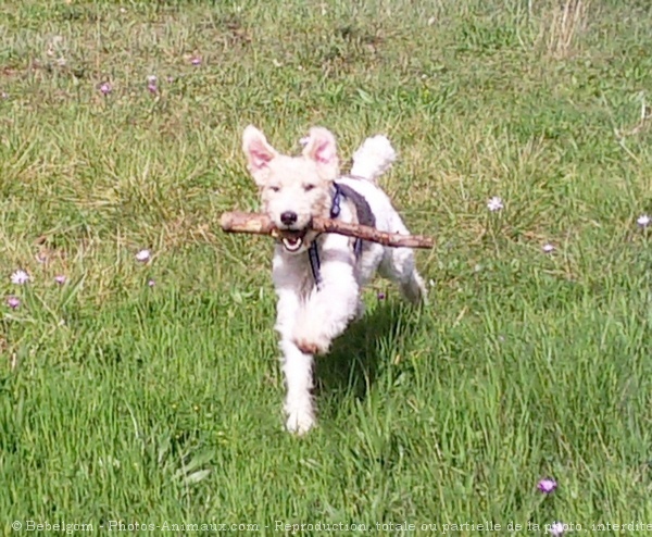 Photo de Fox terrier  poil dur