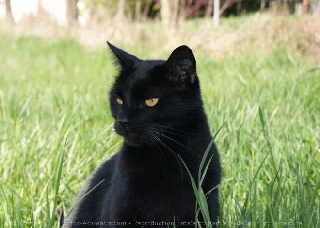 Photo de Chat domestique