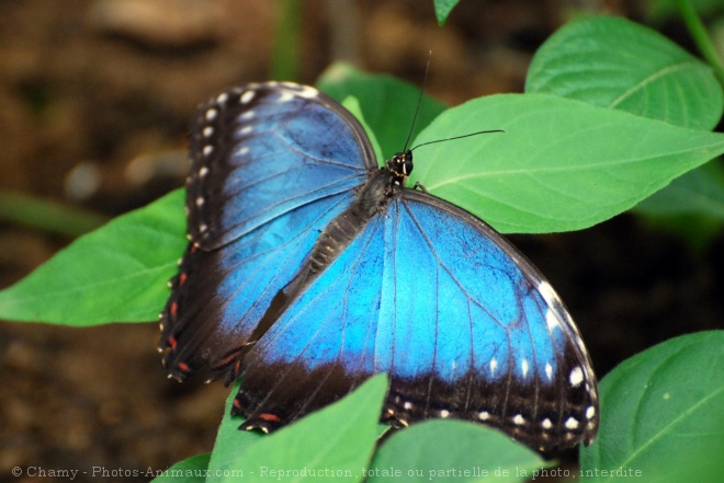 Photo de Papillon