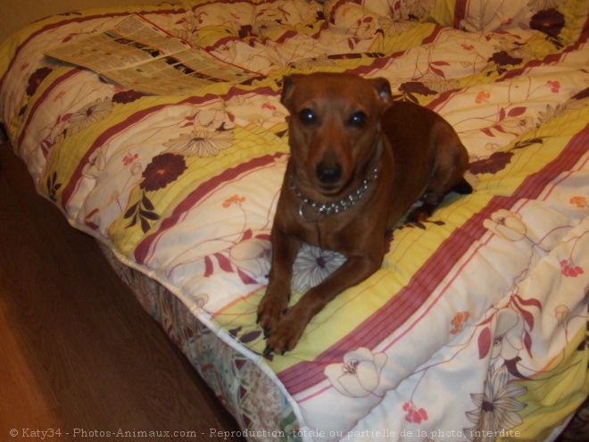 Photo de Pinscher nain