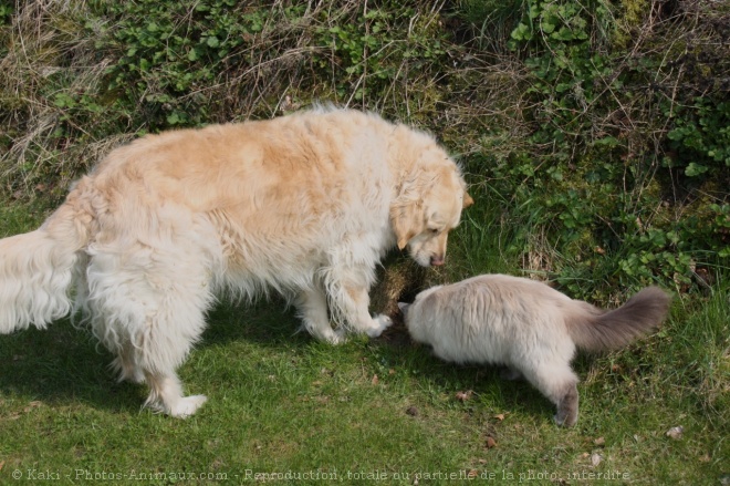 Photo de Golden retriever