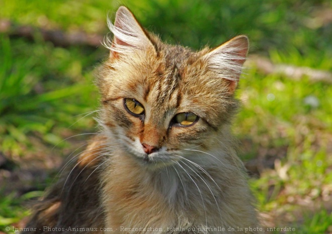 Photo de Chat domestique