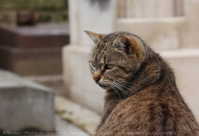 Photo de Chat domestique