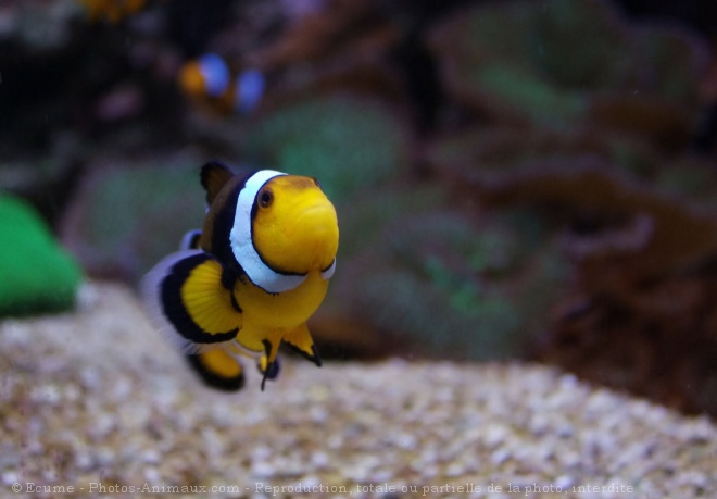 Photo de Poisson clown