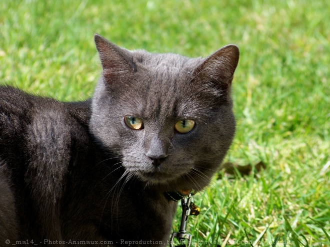 Photo de Chat domestique