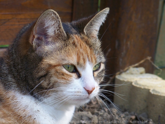 Photo de Chat domestique