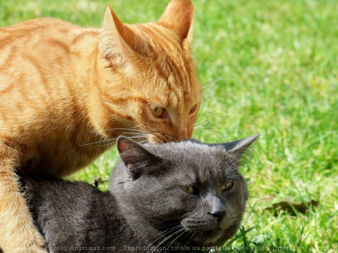 Photo de Chat domestique