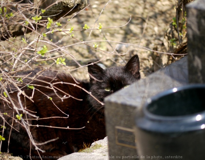 Photo de Chat domestique