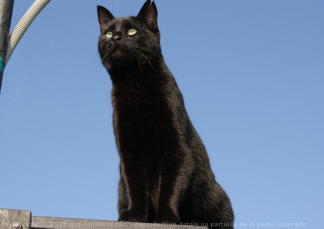 Photo de Chat domestique