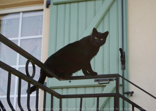 Photo de Chat domestique