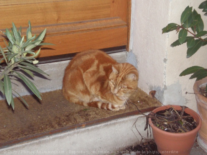 Photo de Chat domestique