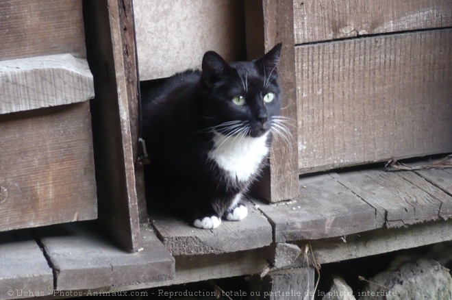 Photo de Chat domestique