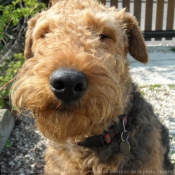 Photo d'Airedale terrier