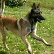 Photo de Berger belge malinois