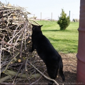 Photo de Chat domestique