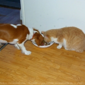 Photo de Cavalier king charles spaniel