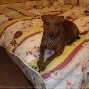 Photo de Pinscher nain