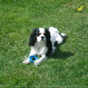 Photo de Cavalier king charles spaniel