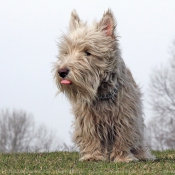 Photo de Scottish terrier