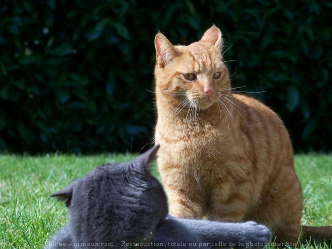 Photo de Chat domestique