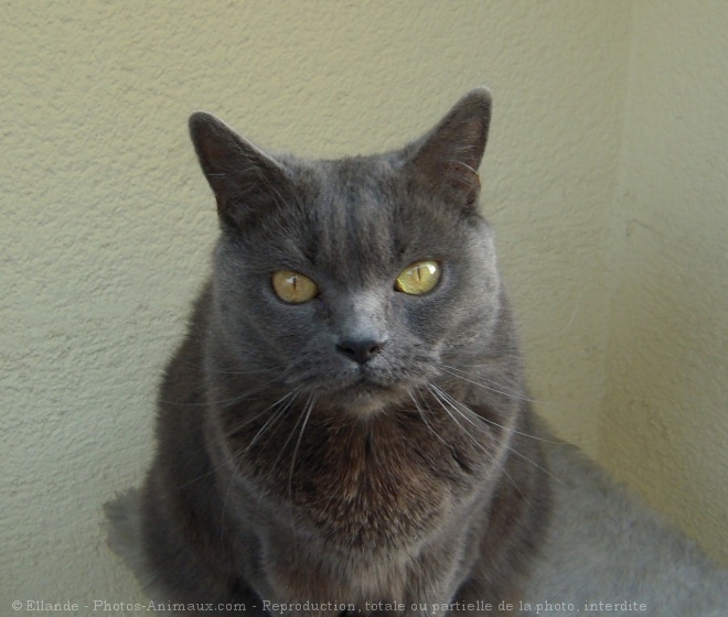 Photo de Chartreux