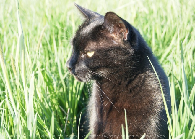 Photo de Chat domestique