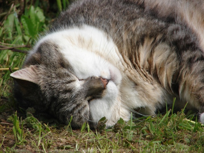 Photo de Chat domestique