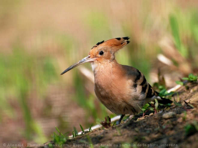 Photo de Huppe fascie