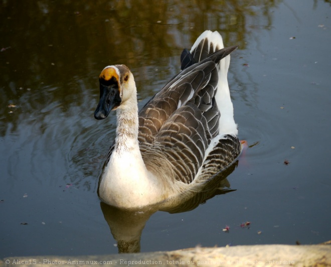 Photo d'Oie de guine